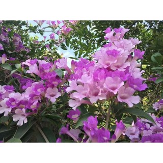 Hoa lan tỏi giống cao 30 _ 50cm