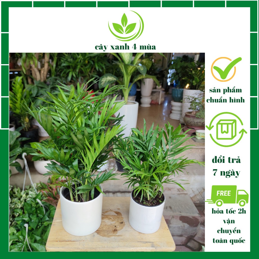 Cây cau tiểu châm kèm chậu sứ ,cây lọc không khí hút mùi phong thủy nội thất cao 30-45cm