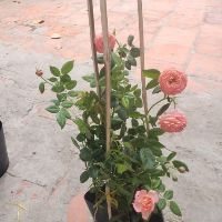 Hồng Summer Fireworks(tặng kèm phân bón)
