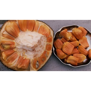 Cây giống Mít Ruột Đỏ sơ đỏ