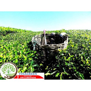 cây giống trà xanh