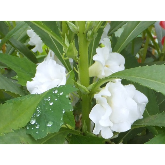 SALE TẾTHẠT GIỐNG HOA MÓNG TAY KÉP NHIỀU MÀU SIÊU ĐẸP