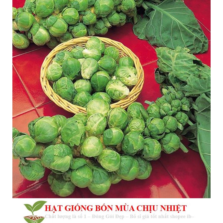 Gói 50 Hạt Giống Cải Bắp Tí Hon - Long Island II (Brassica oleracea var. gemmifera)