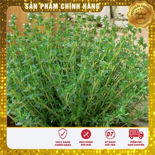 Hạt Giống Cỏ Xạ Hương Xua Muỗi - 50 hạt