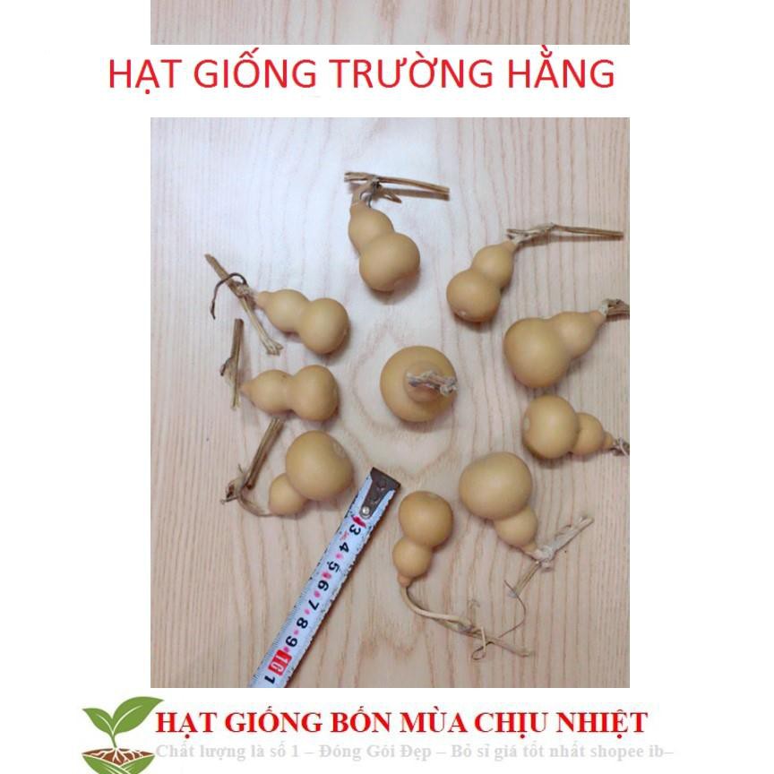 Hạt Giống Bầu Hồ Lô - Mini Siêu Kute 5 HẠT