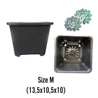 Chậu vuông trồng Sen Đá