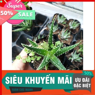 Sen sao biển-nha đam cảnh