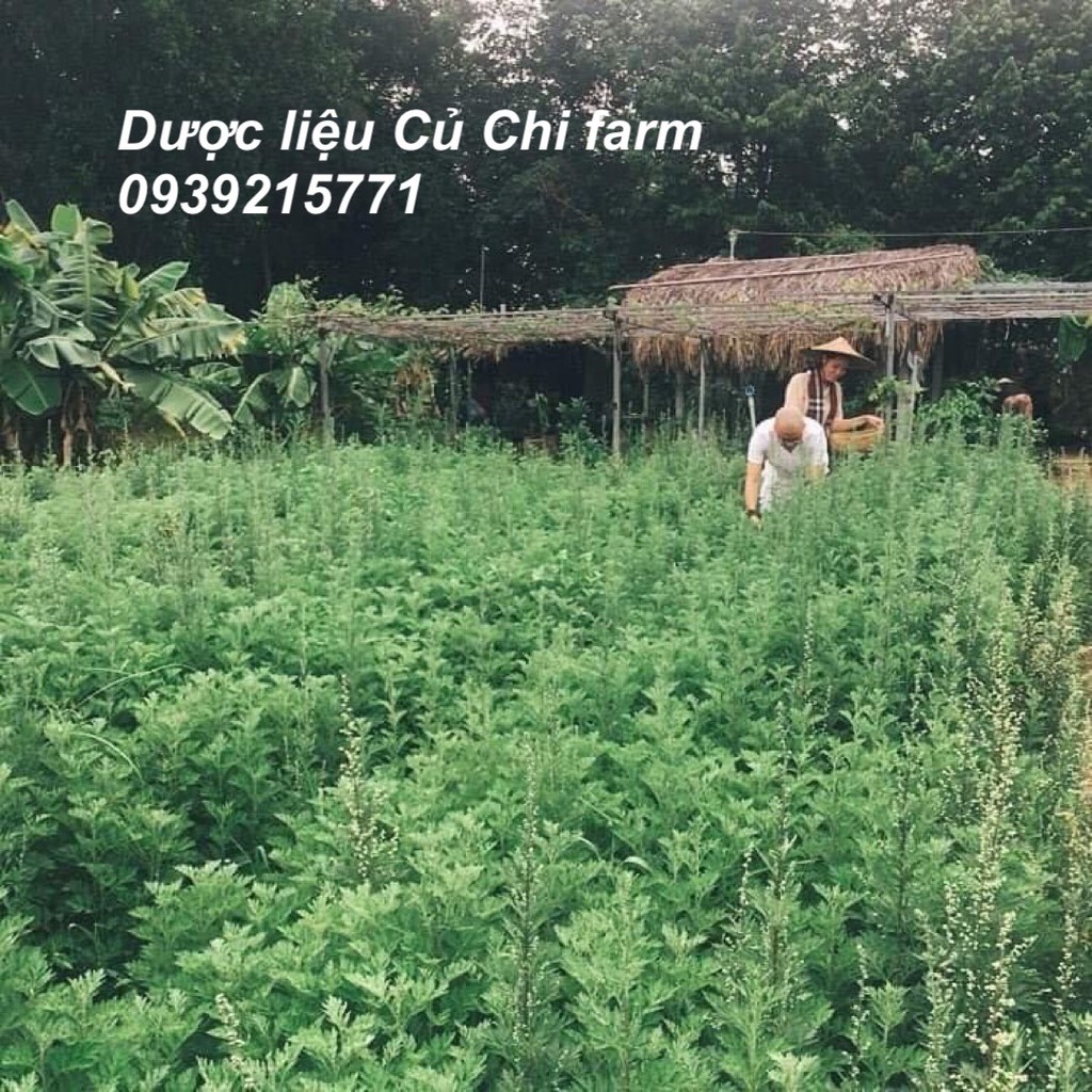 Cây giống, Cây thảo dược, cây thuốc nam tại vườn