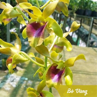 Denro nắng cây to