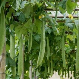MƯỚP HƯƠNG THÁI QUẢ DÀI