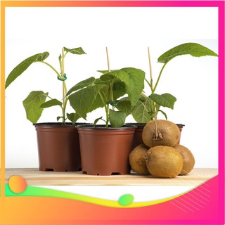 Hạt Giống Kiwi - 30 Hạt [ Tặng bộ dụng cụ làm vườn Mini 3 món ] VIETGAR