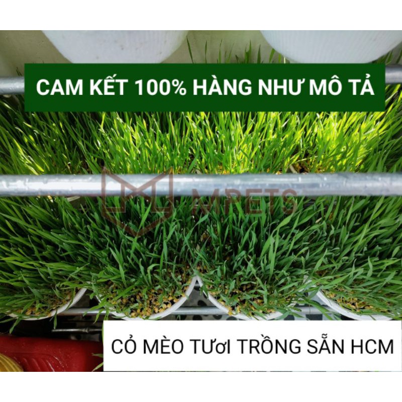 Cỏ Mèo Tươi Trồng Sẵn  - Mpets