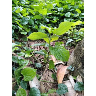 (Bình Dương) Cây giống lá lốt rễ trần set nửa kg