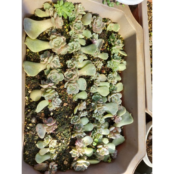 Mầm cây sen đá lola