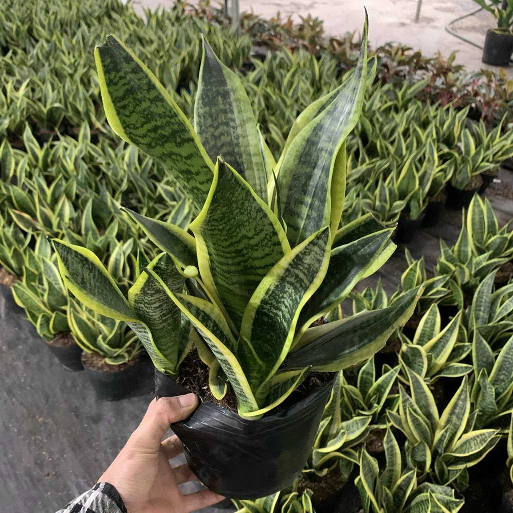 Cây lưỡi hổ trưởng thành cao 25-30cm, cây phong thủy để bàn trang trí nội thất và văn phòng