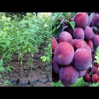 Cây giống mận tam hoa