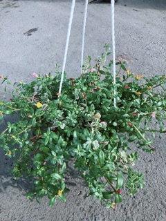 Chậu Hoa Mười Giờ Sam