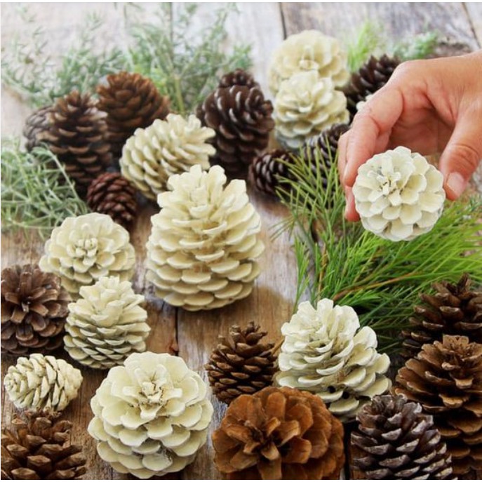 Set Hoa Qủa Khô, Trái thông khô tự nhiên, Lá khô trang trí chụp ảnh, làm handmade