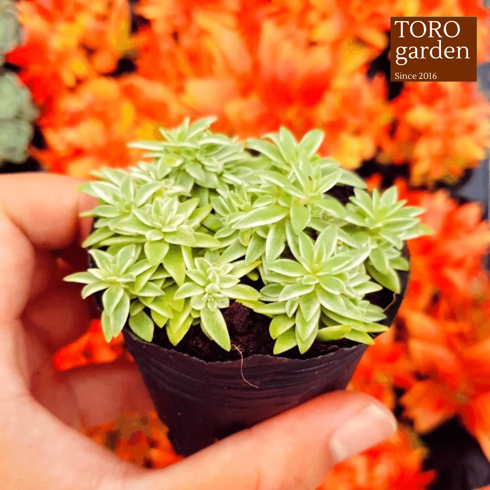 Cỏ trắng Đà Lạt size bé cây cảnh trang trí nhà cửa Toro garden