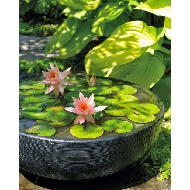 5 hạt giống hoa súng mini nhiều màu