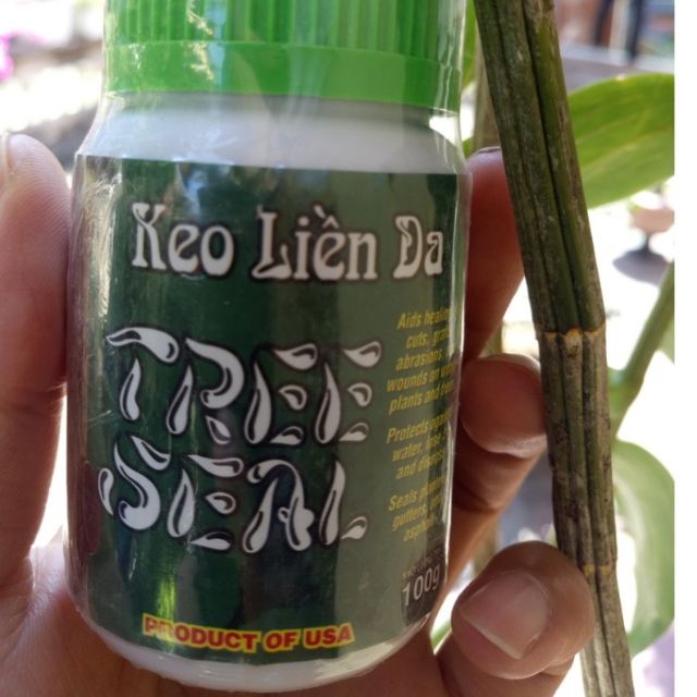 Keo Liền Sẹo cây Mỹ Morrison 100g