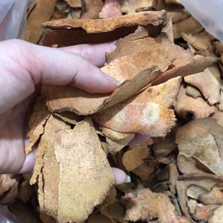 Thổ phục linh - cây khúc khắc/trị bệnh vảy nến