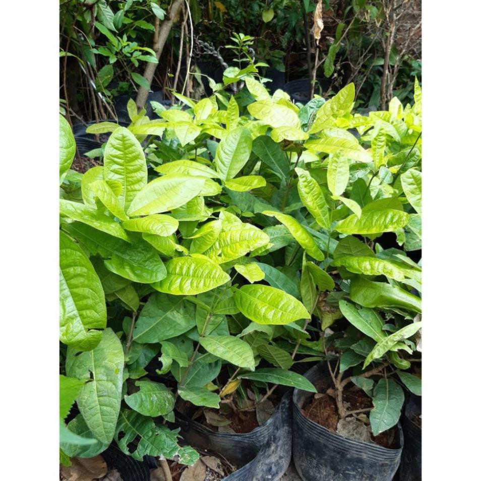 cây giống hoa mai xanh đẹp - Nhà Vườn Khánh Võ