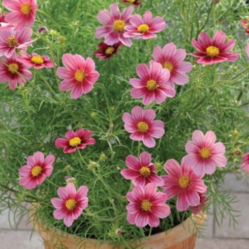 [1Lạng] Hạt Giống Hoa Sao Nhái Siêu Bông