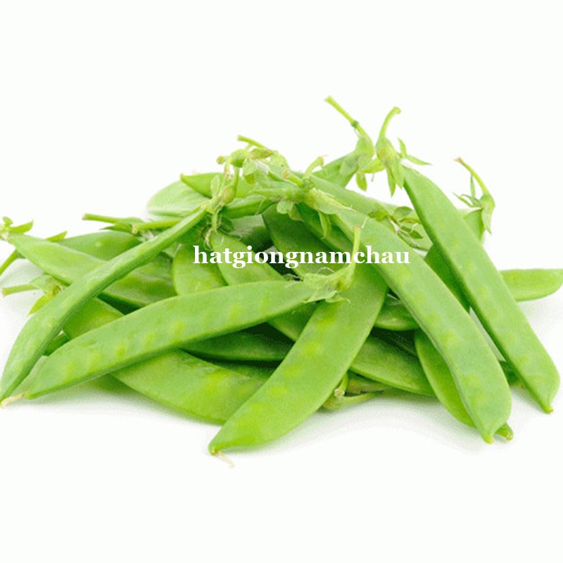 10GR - HẠT GIỐNG ĐẬU HÀ LAN ĂN QUẢ