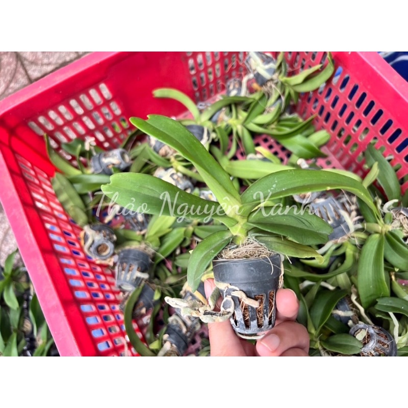 Đai Châu Cây Giống Nhiều Màu