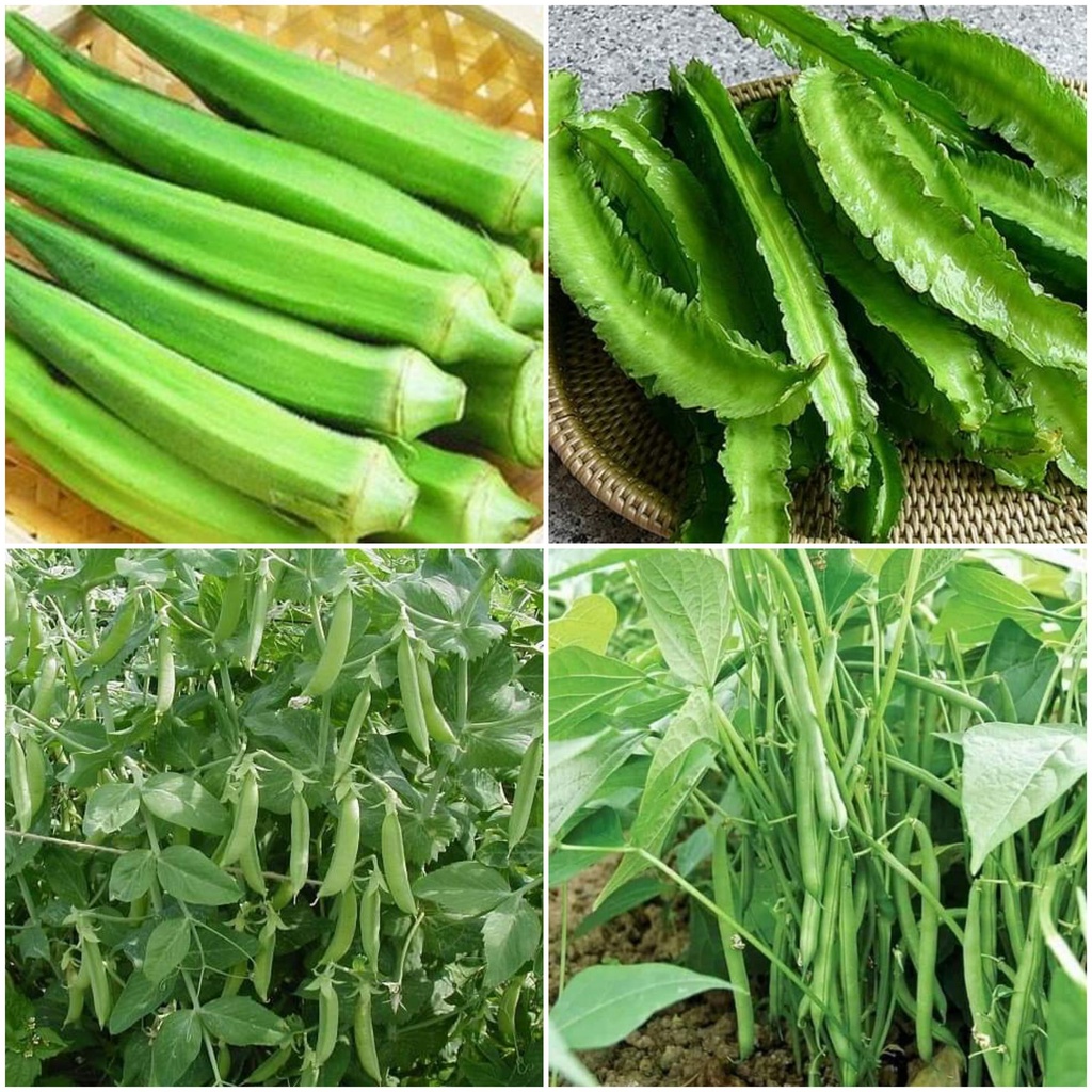 Hạt Giống ĐẬU BẮP TRẮNG PN01 - GÓI 50GR - PHÚ NÔNG - NHÀ NÔNG XANH