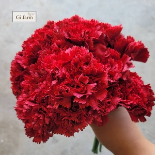 Cẩm chướng đỏ (bó 20 bông)| Ship hỏa tốc| Hoa tươi Gi.farm