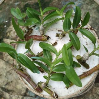 Kei giống Lan Trầm Rồng Đỏ