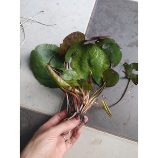 ( RẺ VÔ ĐỊCH)- Cây hoa súng Thái lớn