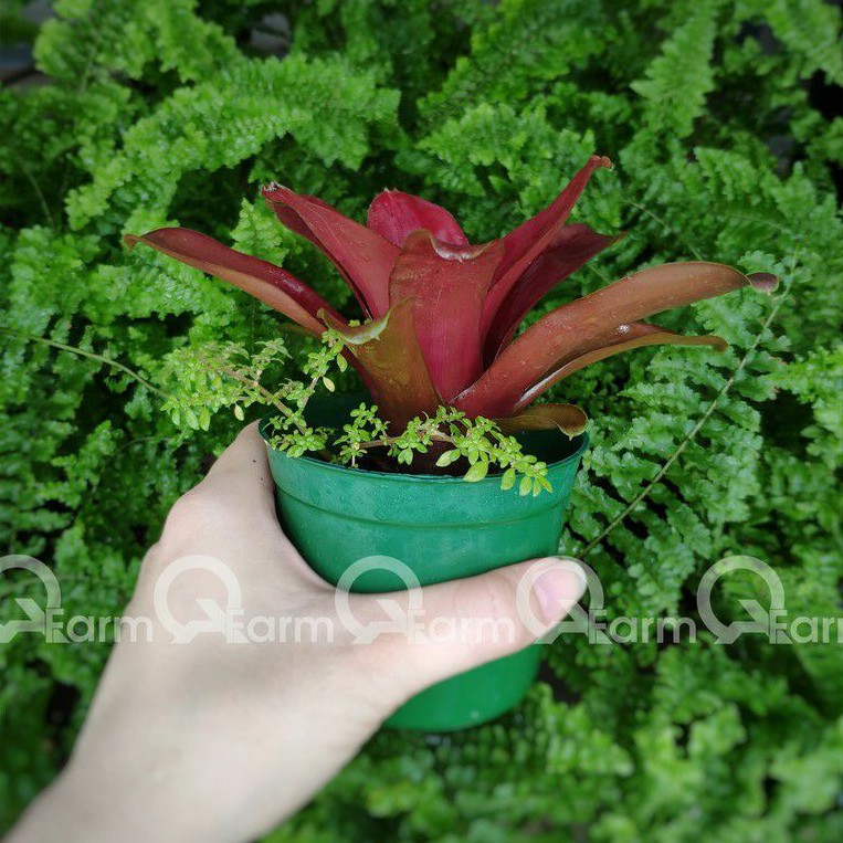 Dứa màu nam mỹ fireball