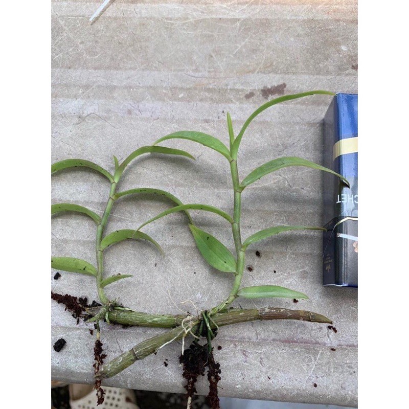 Kie giống lan giả hạc pháp - kie trên 20cm