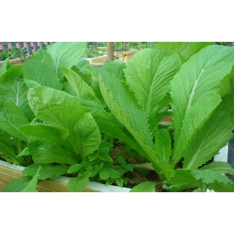 HẠT GIỐNG CẢI BẸ XANH MỠ - GÓI 20 GRAM
