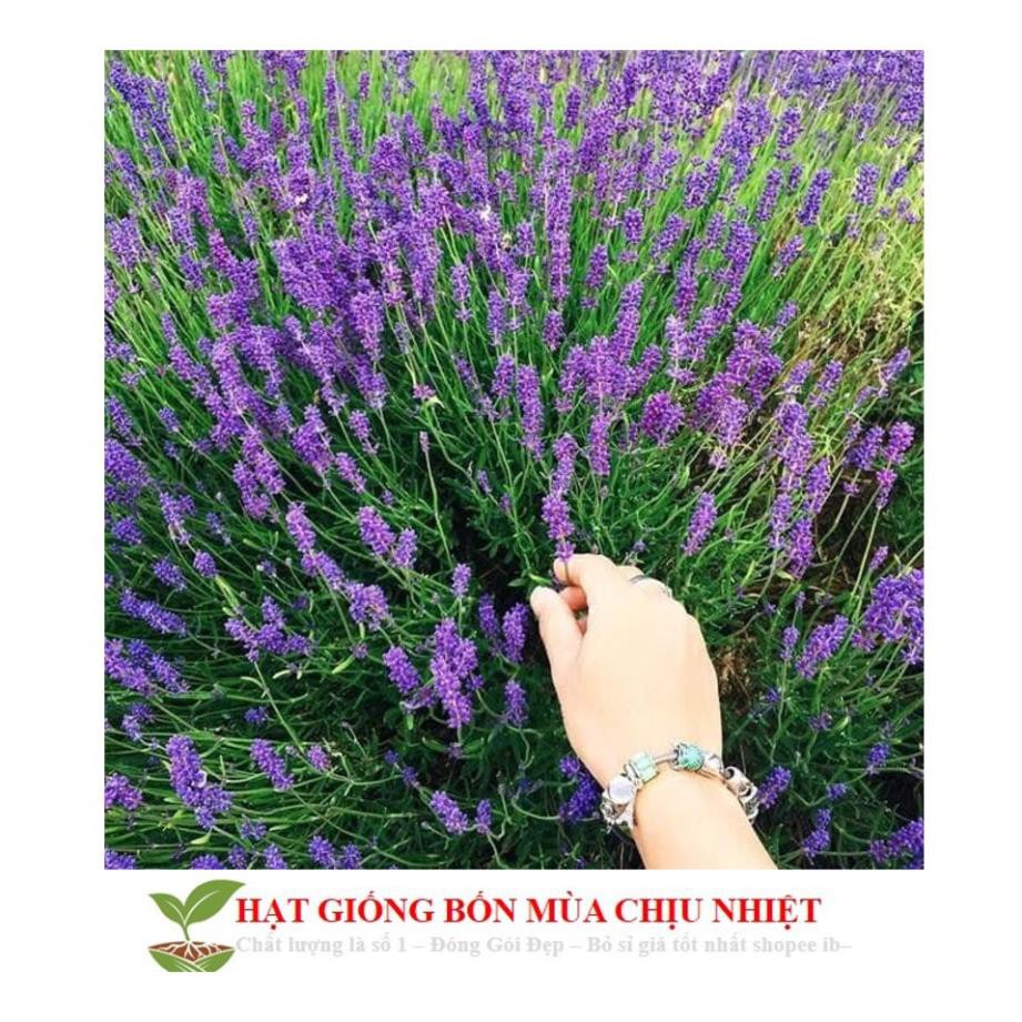 Hạt giống hoa oải hương pháp (lavender tuyết) ĐẾN MÙA TRỒNG TẾT