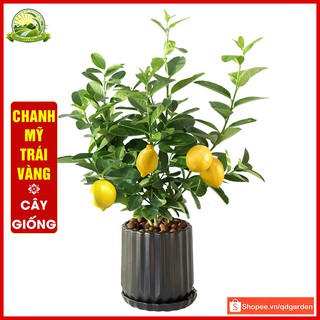 Cây chanh Mỹ trái vàng - cây giống trồng chậu, trồng vườn nhanh ra trái - cây khỏe không sâu bệnh dễ sinh trưởng