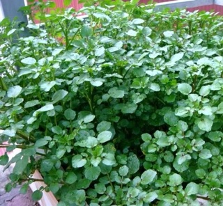 Hạt giống xà lách xoong