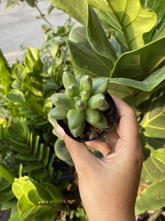 SEN ĐÁ KIM CƯƠNG XANH 4-6cm