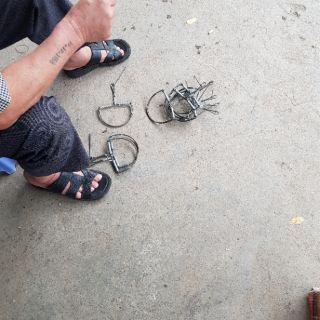 Bẫy chuột bán nguyệt