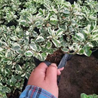 Cây cẩm thạch