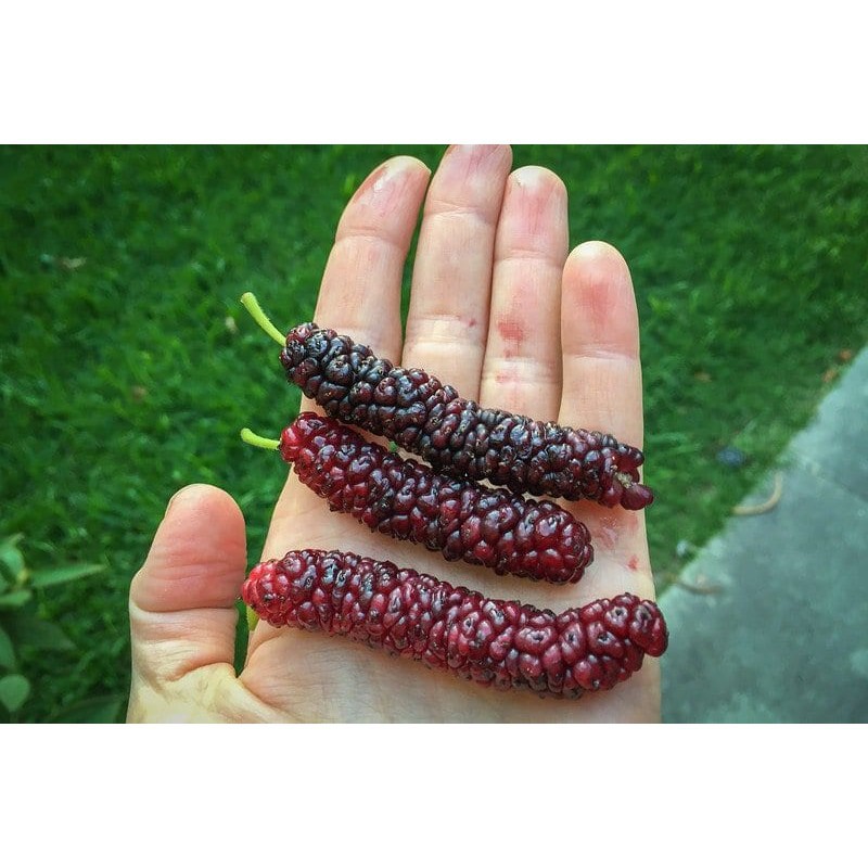 CÂY GIỐNG DÂU ĐÀI LOAN QUẢ DÀI