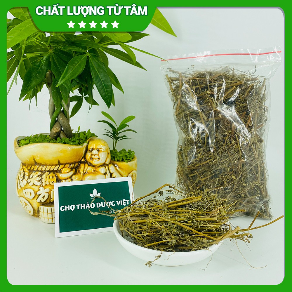 [Giá Sỉ] 1kg Cây Chó Đẻ Đắng (Diệp Hạ Châu)