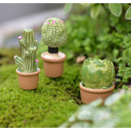 Tiểu Cảnh - Chậu cây sen đá và xương rồng làm tiểu cảnh terrarium/ mô hình trang trí