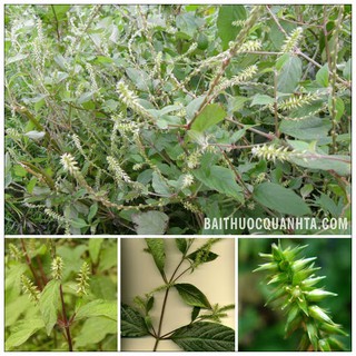 Hạt giống Cây Ngưu Tất ( cây dược liệu làm thuốc ) 50 hạt (TẶNG gói kích thích hỗ trợ hạt nảy mầm)