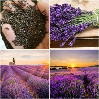 [Big Sale] 200H - Hạt giống hoa Lavender (oải hương) - thơm hơn nước hoa