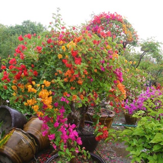 CÂY HOA GIẤY NGŨ SẮC ( thoát thân 40-50cm )