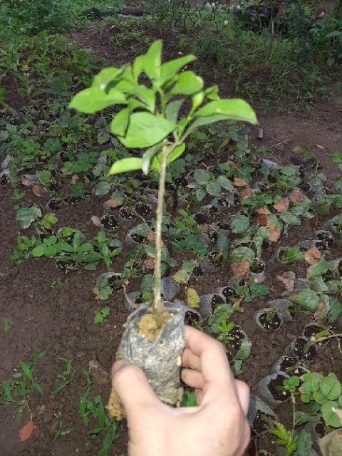 Cây giống nhai nhật